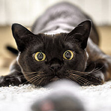 cat ready to pounce on toy